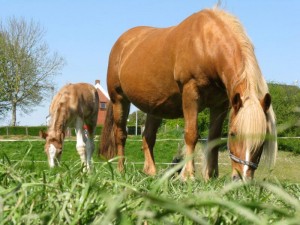 paardenmelk-cosmetics