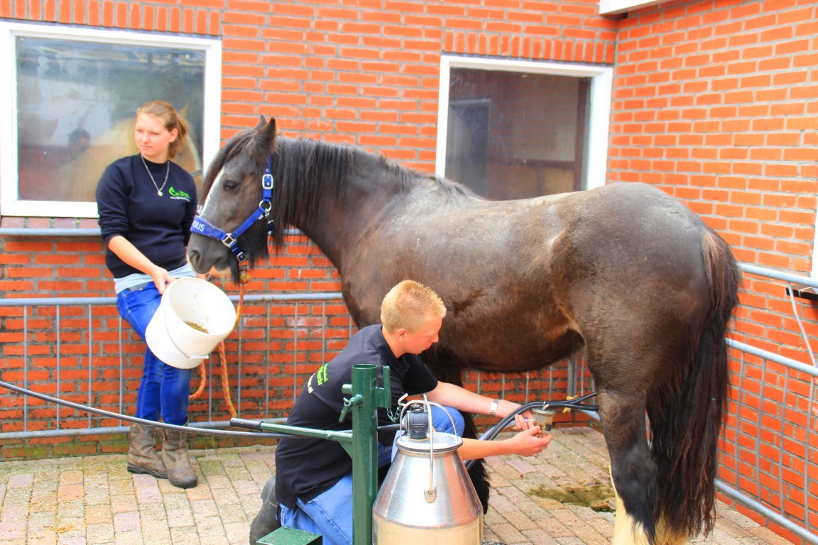 Open Dag Paardenmelkerij de Lage Wierde - Ontdek de kracht van paardenmelk